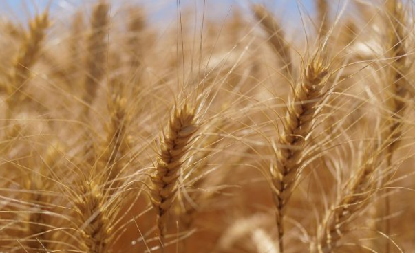 Bota në krizë të thellë ushqimore, Rusia “shkaktarja” kryesore/ Ja çfarë pritet të ndodhë