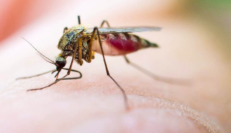 Greqi/ Virusi i Nilit Perëndimor, 13 persona humbin jetën dhe 100 raste të reja