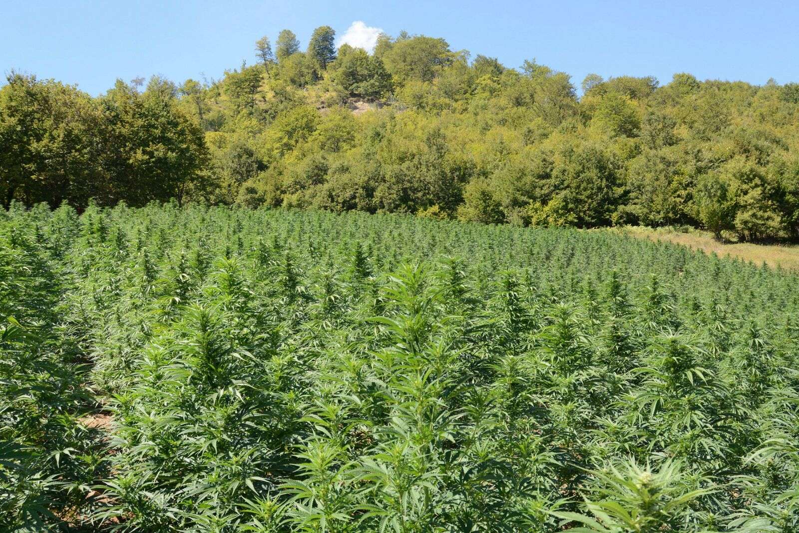 U kapën 30 mijë rrënjë kanabis, arrestohet shefi i komisariatit dhe 3 policë (EMRAT)