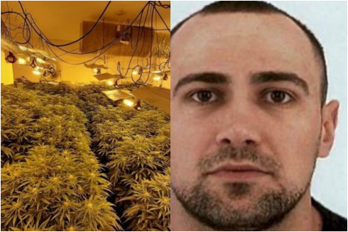 Kultivonte drogë dhe çonte emigrantë në Britaninë e Madhe, 29-vjeçari vetëdorëzohet në polici