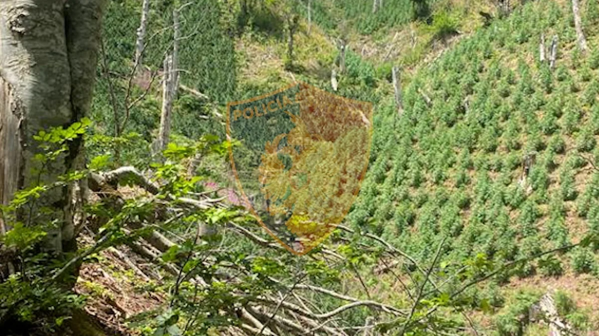 Pas hetimeve 2-mujore, zbulohen parcela me kanabis në Tropojë