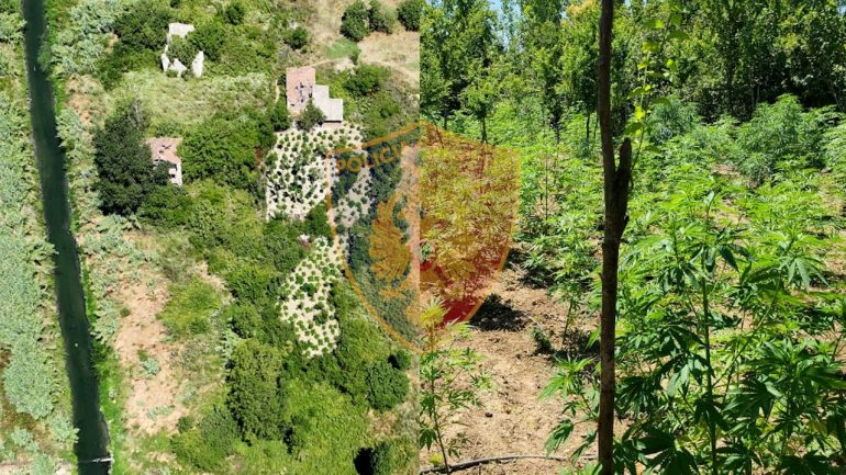 Mbolli oborrin e shtëpisë me kanabis, arrestohet 59-vjeçari, një tjetër në kërkim