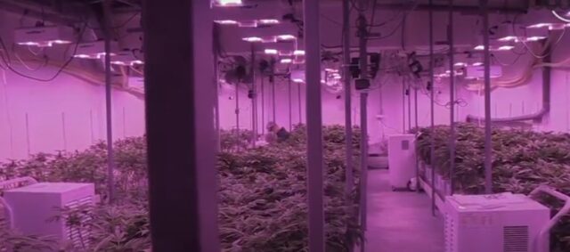 Zbulohet fabrika e kanabisit në Ohër! Mediat: Arrestohet dhëndri i kryebashkiakut të Pogradecit