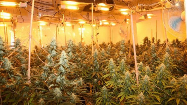 Bënte “namin” me drogë në Holandë, e pëson keq 48-vjeçari shqiptar, si u fsheh nga policia