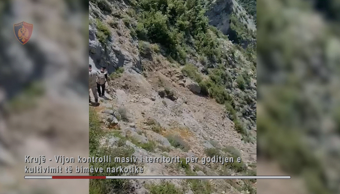 Operacion anti-drogë në Krujë, zbulohet mes malit parcela me kanabis, dëmtohet një efektiv i FNSH-së (VIDEO)