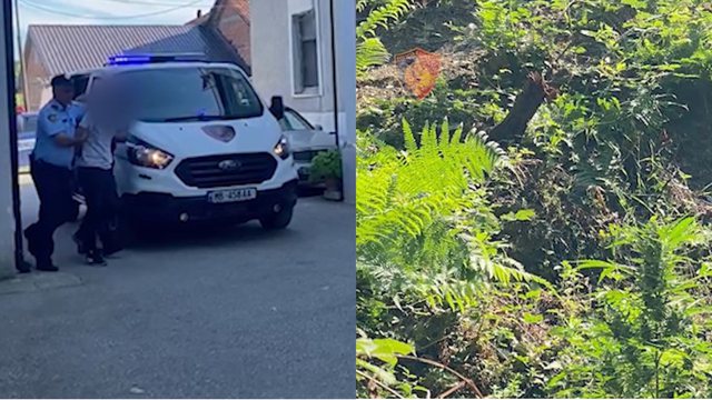 Kultivonin bimë narkotike në tokat e fshatit, arrestohen babë e bir