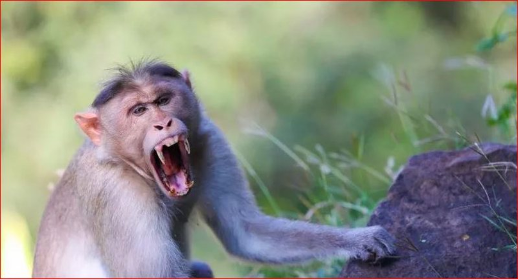 Majmunët plagosin 42 persona në Japoni