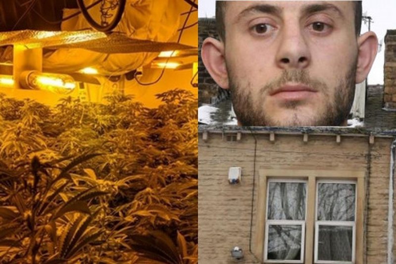 EMRI/ 22-vjeçari dënohet për kultivim kanabisi në shtëpi, shqiptari habit prokurorët me rrëfimin e tij