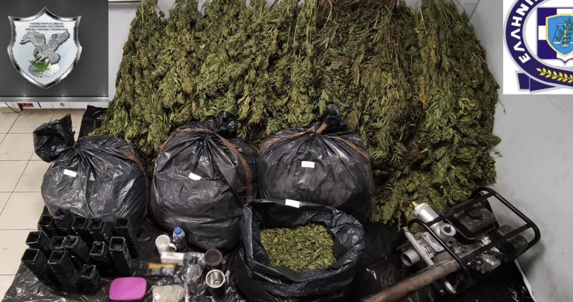 Zbulohet parcela e kanabisit në Greqi, prangosen 2 shqiptarë dhe një serb