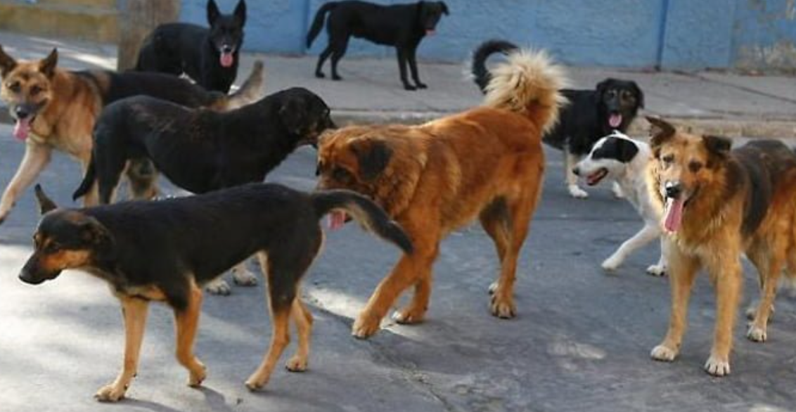 Mjekja në Kosovë sulmohet nga 15 qen endacakë, përfundon në spital me plagë të shumta