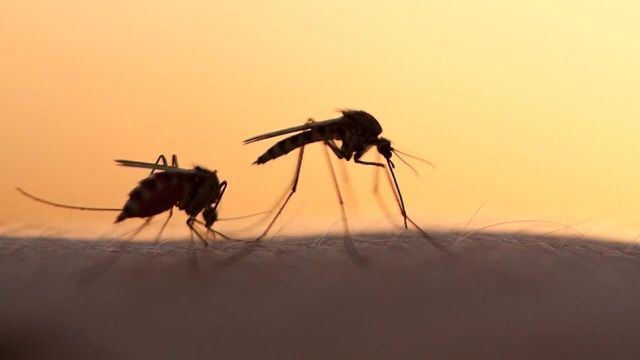 Virusi që transmetohet nga pickimi i mushkonjave, shënohet rasti i parë shumë pranë Shqipërisë, çfarë paralajmërojnë ekspertët