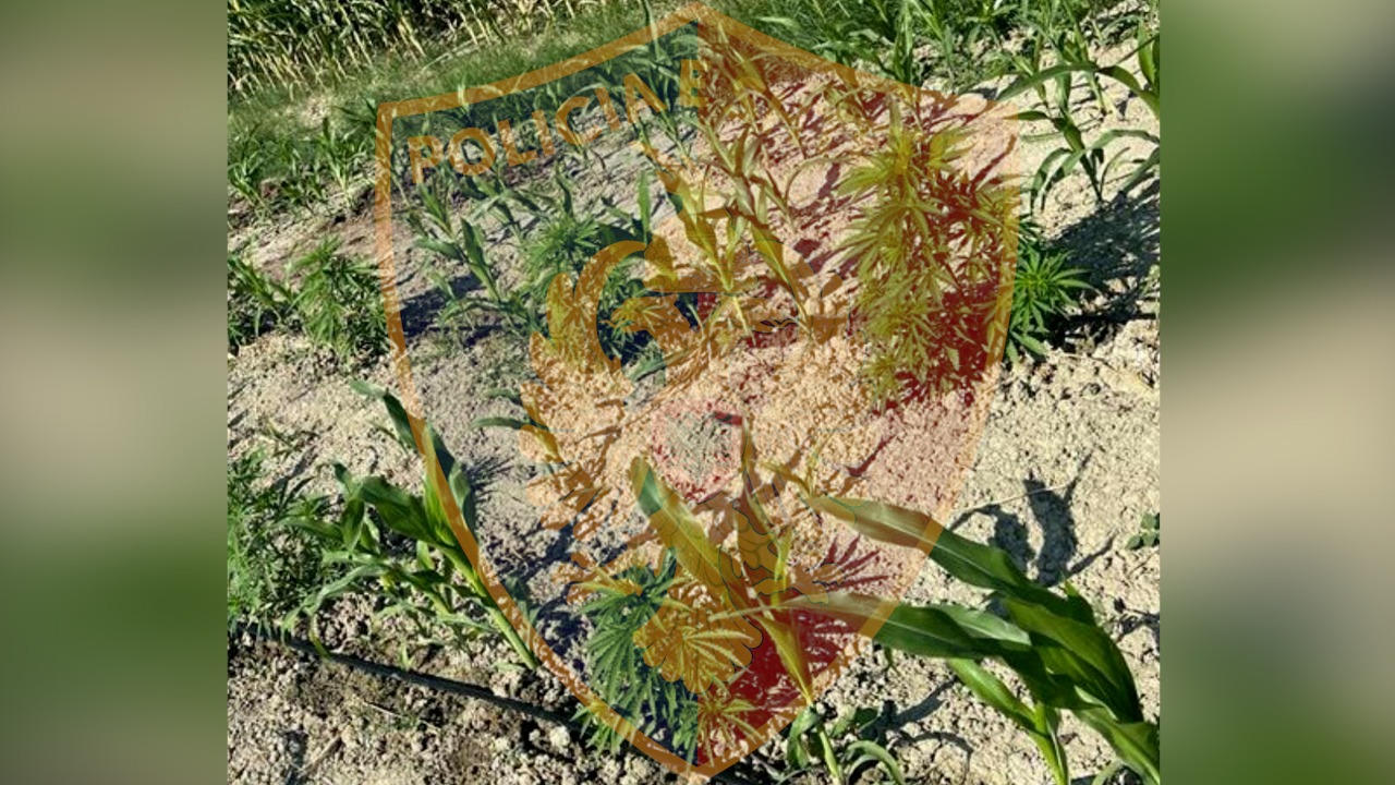 Kultivim kanabisi, arrestohen babë e bir dhe 2 vëllezër (Emrat)