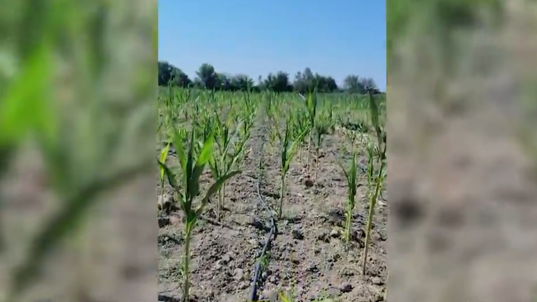 Mbollën drogë mes parcelës me misër, shpallen në kërkim 4 persona