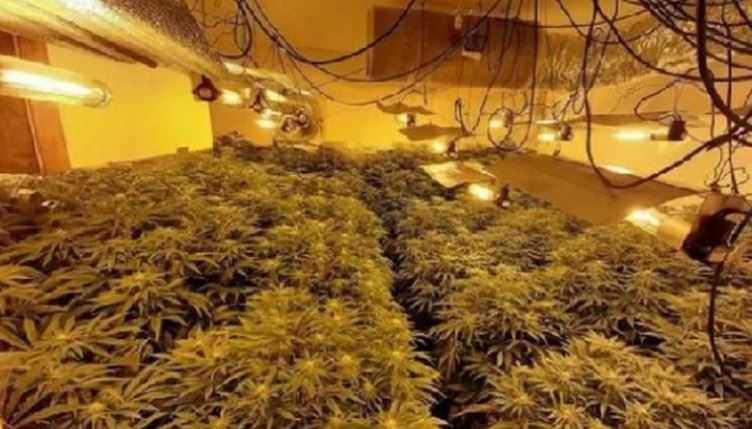 Ishte licencuar për kanabis mjekësor, fabrika në Ohër kapet me drogë të paligjshme, brenda ishin 5 shqiptarë