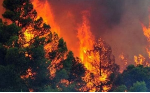 Flakët përfshijnë masivin me pisha në Mirditë, rrezikohen banesat