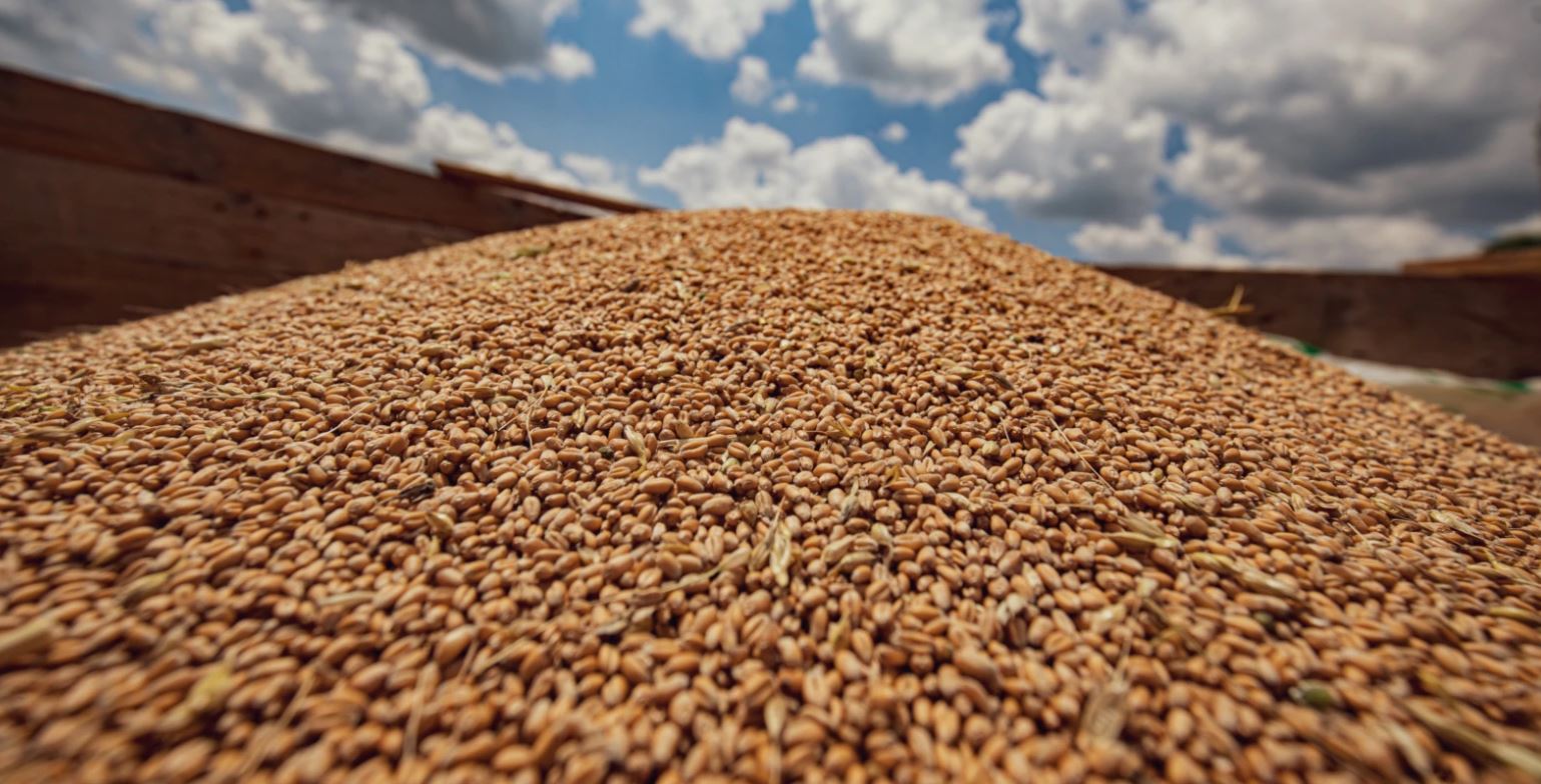 Cilësia e grurit në Kosovë, nën normalen