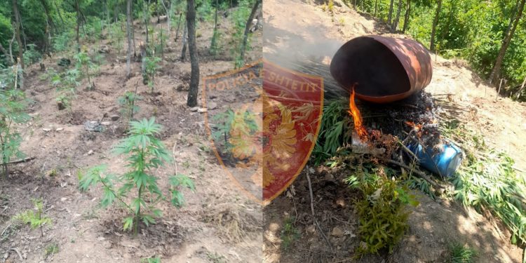 Zbulohet parcelë kanabisi në Bulqizë, arrestohet 63-vjeçari