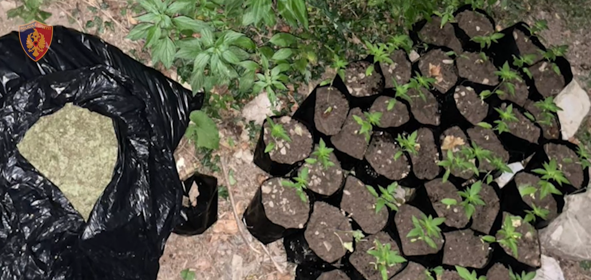 Arrestohen babë e bir në Krujë, kultivonin kanabis te Kroi i Madh (VIDEO)