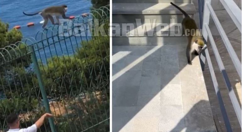 U tha se doli nga kafazi dhe “rrahu” policët bashkiakë, cili është majmuni “boksier” që lëviz lirshëm në Sarandë
