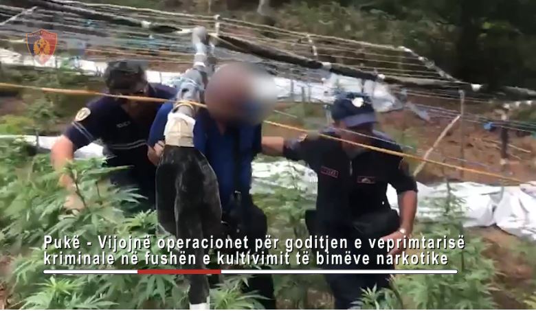 Kultivuan 527 rrënjë kanabis, në pranga 45-vjeçari, djali dhe nipi