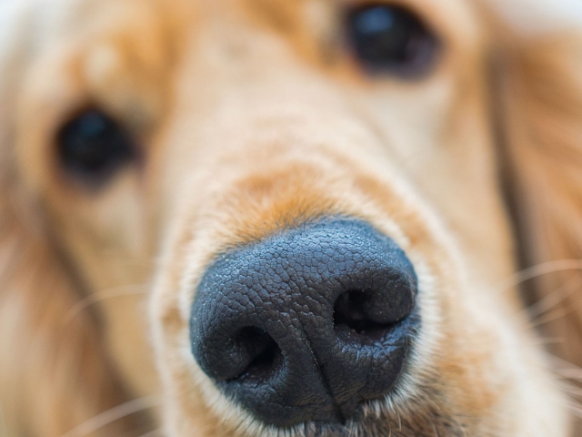 Qentë mund të “shikojnë” me hundë, studimi i ri tregon se përse nuhasin gjithçka