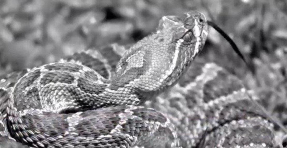 6-vjeçari pickohet nga gjarpri me zile dhe humb jetën një javë më vonë