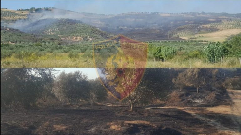 Dogji sipërfaqen me ullinj, procedohet penalisht autori