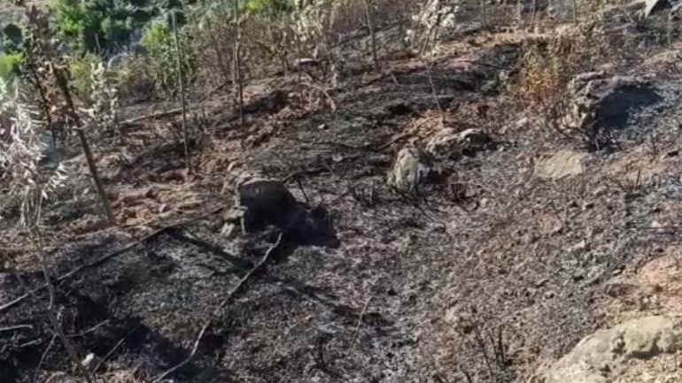 Zjarret djegin qindra rrënjë ullinj e vreshtari (VIDEO)