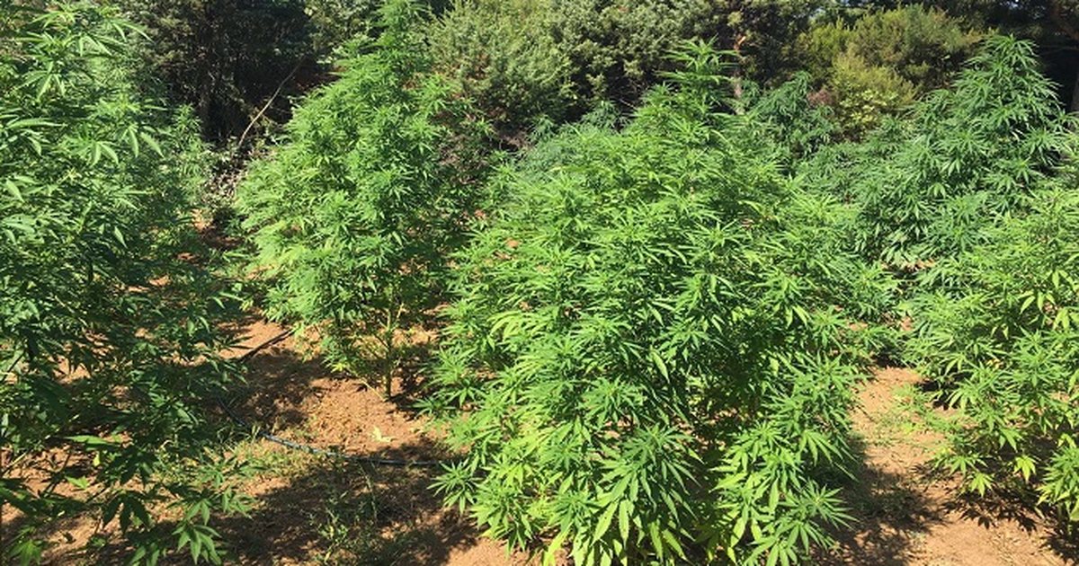 Kishin kultivuar kanabis në oborr, arrestohet i moshuari, në kërkim djali