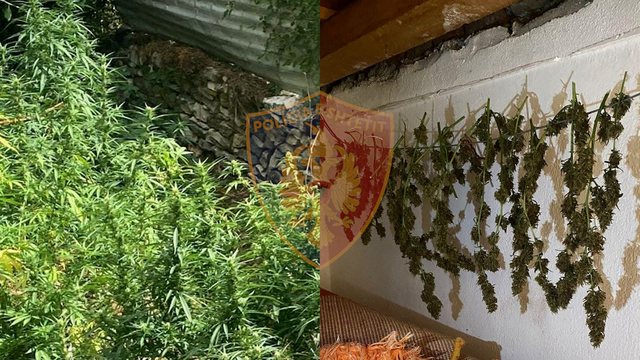 Zbulohet kanabis në Lazarat, në pranga 34-vjeçari