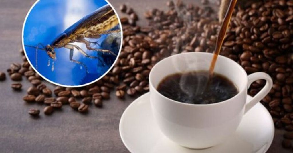 Ndoshta nuk do ta pinit kurrë! Ja çfarë gjendet shpesh brenda kafesë së bluar!