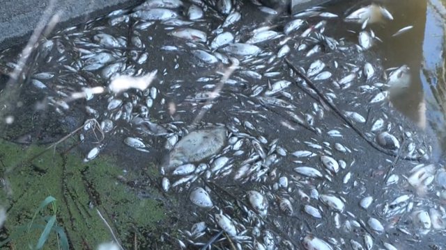 Tonelata me peshq të ngordhur përgjatë lumit Oder mes Polonisë dhe Gjermanisë (VIDEO)