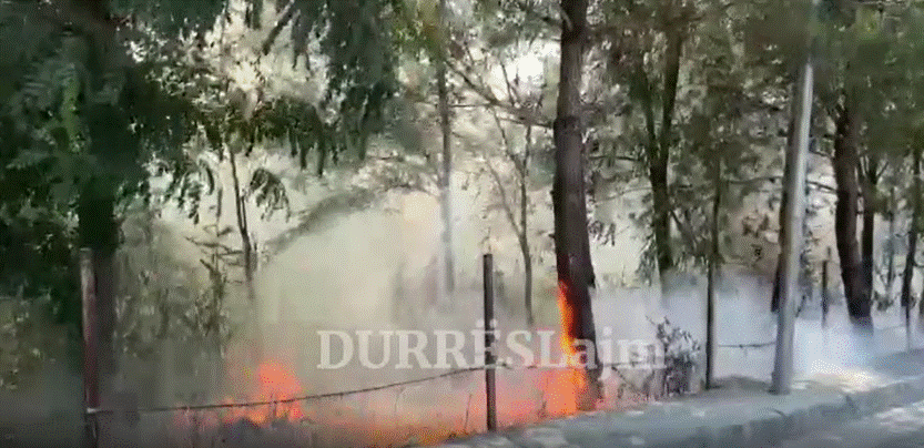 Vatër zjarri në Shijak, digjet sipërfaqja me bimësi (VIDEO)