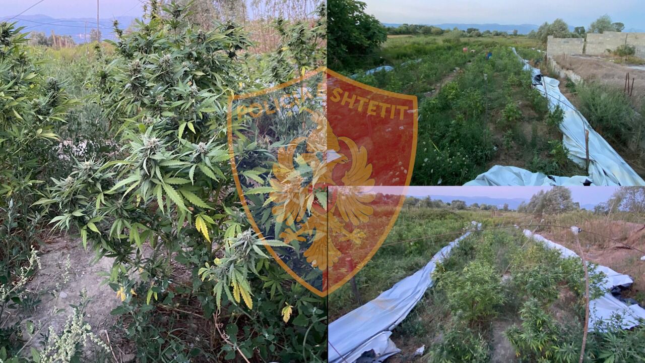 &#8220;Kapedanaj&#8221; çon në pranga 34-vjeçarin nga Ishmi, kishte mbushur tokën e tij me kanabis