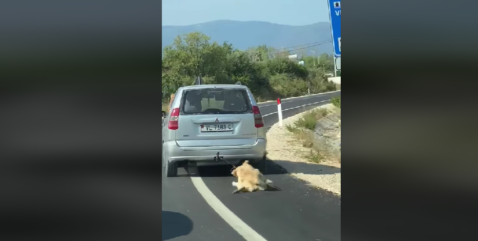 VIDEO/ Tërhoqi qenin zvarrë me makinë në Vlorë, prangoset autori (EMRI)