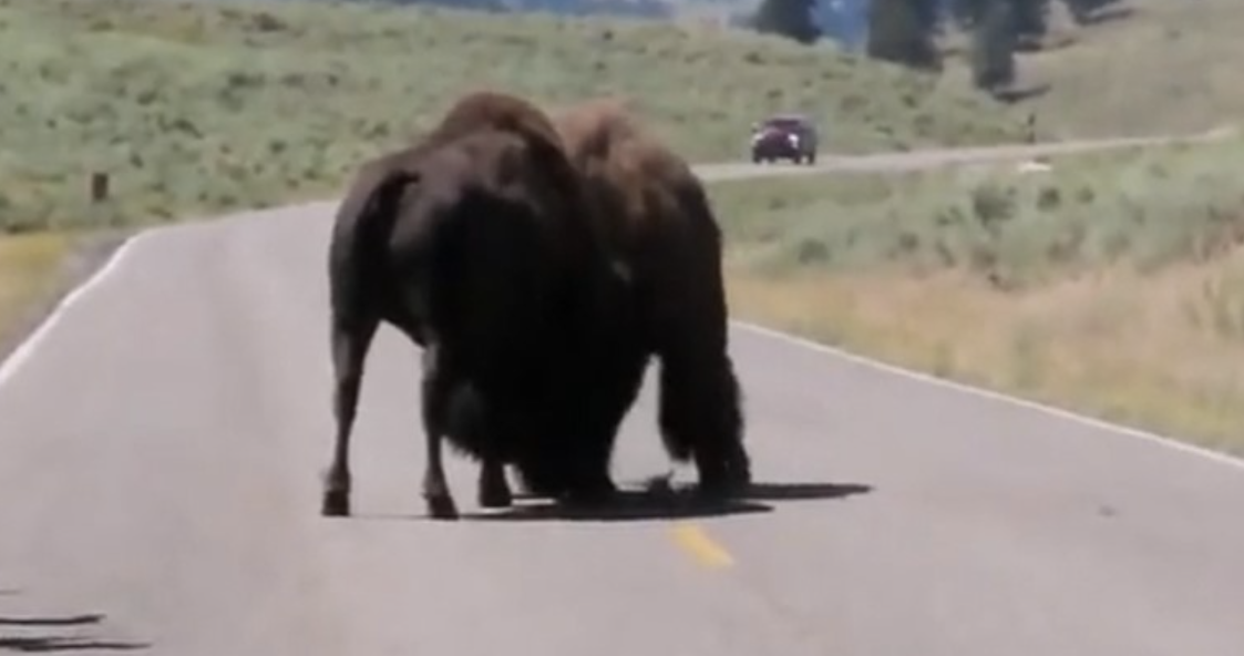 Frikësohen turistët, momenti kur bizonët përleshen në mes të rrugës (VIDEO)