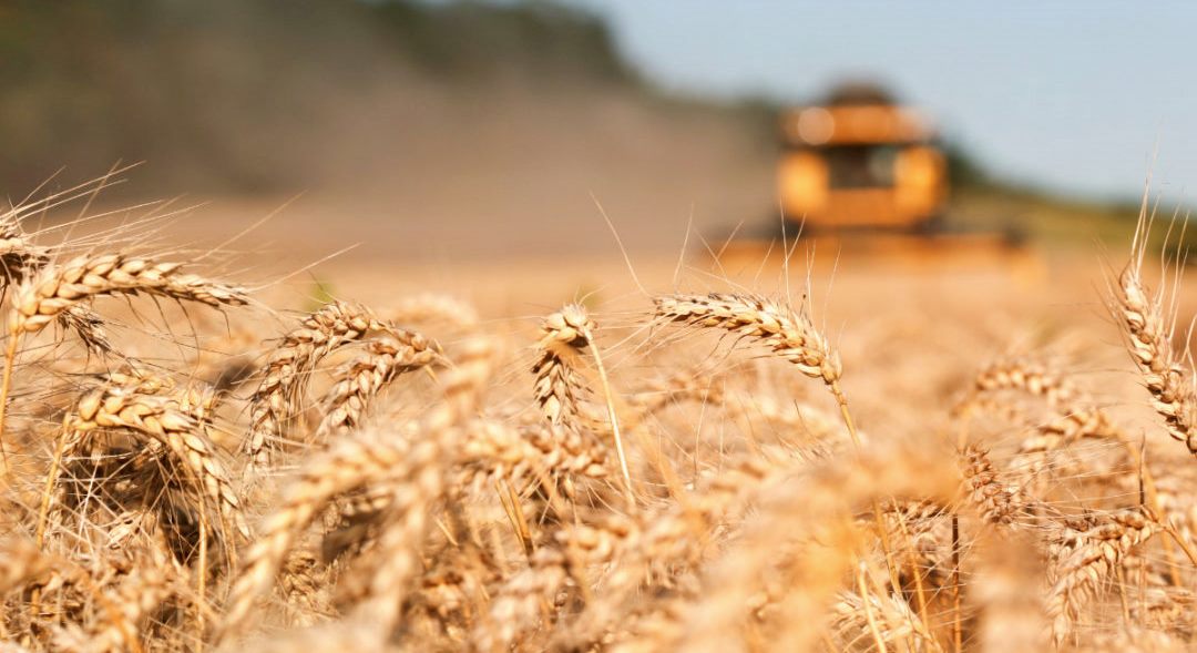 Ukraina: Nga shtatori mund të eksportojmë 3 milionë tonë drithëra