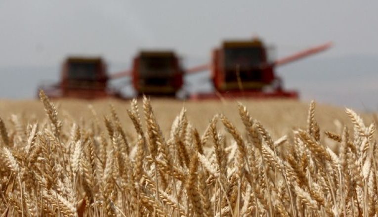 “30 mijë lekë për çdo hektar”, Rama prezanton nismën e re: Kush mbjell grurë do të mbështeten financiarisht, më 1 shtator nisin aplikimet