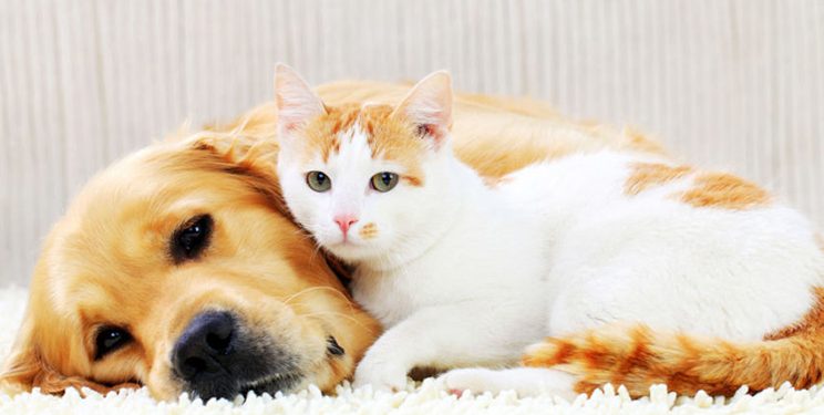 Kriza ekonomike detyron britanikët të braktisin kafshët shtëpiake, qindra qenë dhe mace përfundojnë në rrugë