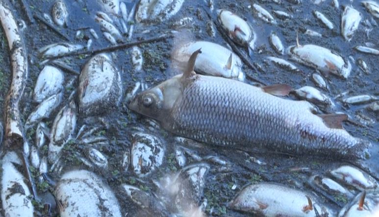 Mister në Poloni/ Qindra tonë peshq të ngordhur ne brigjet e lumit, zyrtarët pa shpjegim