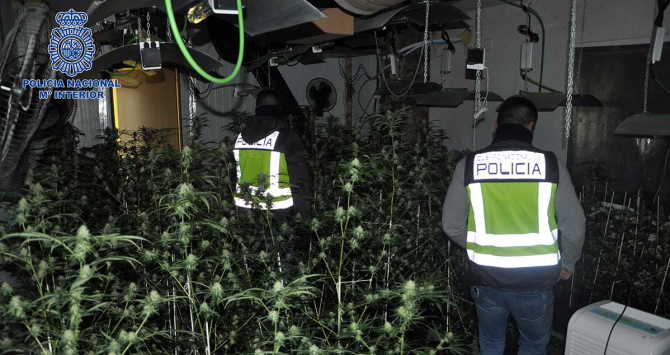 Shkatërrohet një plantacion marijuane në Barcelonë, arrestohen 2 kultivuesit shqiptarë, si u pikasën nga konsumi i energjisë elektrike (Video)