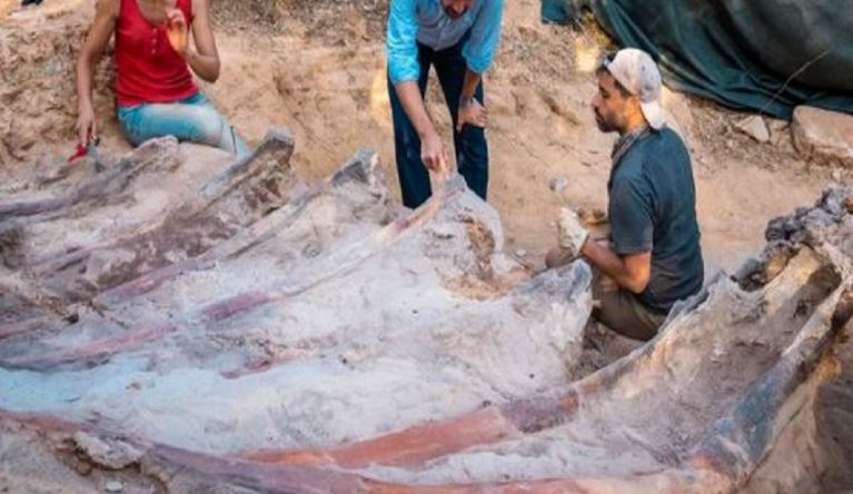 Po kryente punime, portugezi gjen në oborr eshtrat e një dinosauri 80 metra të gjatë