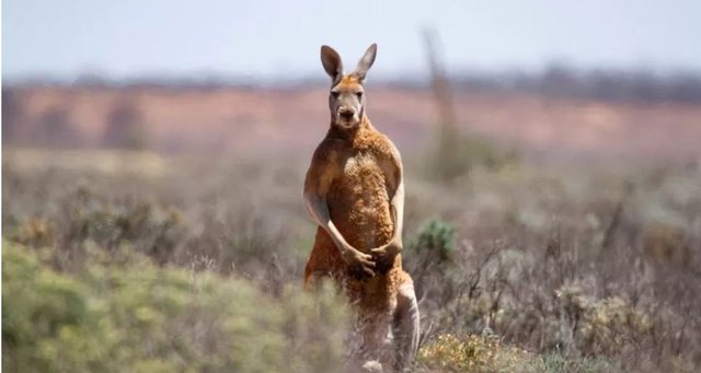 E rriti dhe e mbajti në shtëpi, i moshuari sulmohet për vdekje nga kanguri i tij