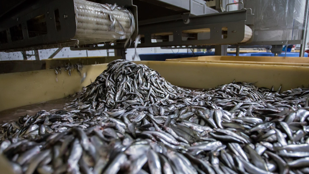 EMRI/ Shpërthim në një punishte në Janinë, vdesin një shqiptar dhe një grek