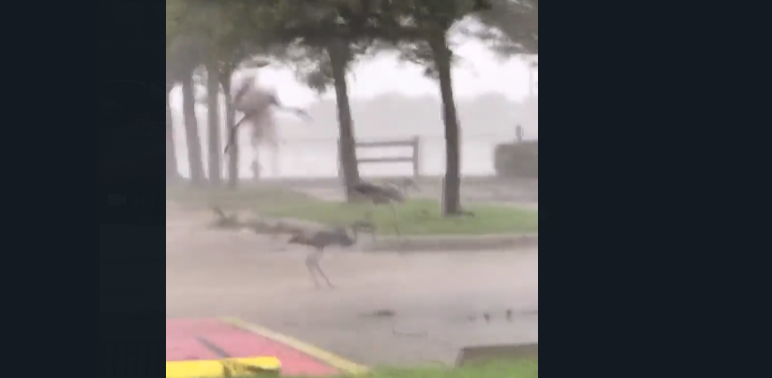 Peshkaqenë në rrugë/ Moti i “llahtarshëm” bën “çudira” në Florida, era ngre në ajër lejlekun (VIDEO)