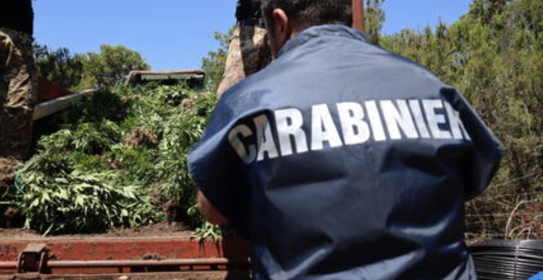 Plantacion me marijuanë në mes të pyllit në Itali, në pranga dy shqiptarë