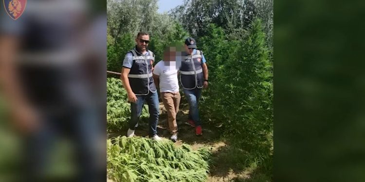 Arrestohet 39-vjeçari, kultivonte bimë narkotike, i sekuestrohen dy armë gjahu pa leje (EMRI)