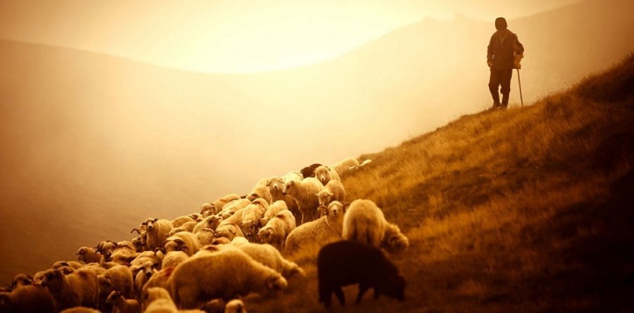 Ra nga lartësia ndërsa kulloste bagëtitë, humb jetën 53-vjeçari