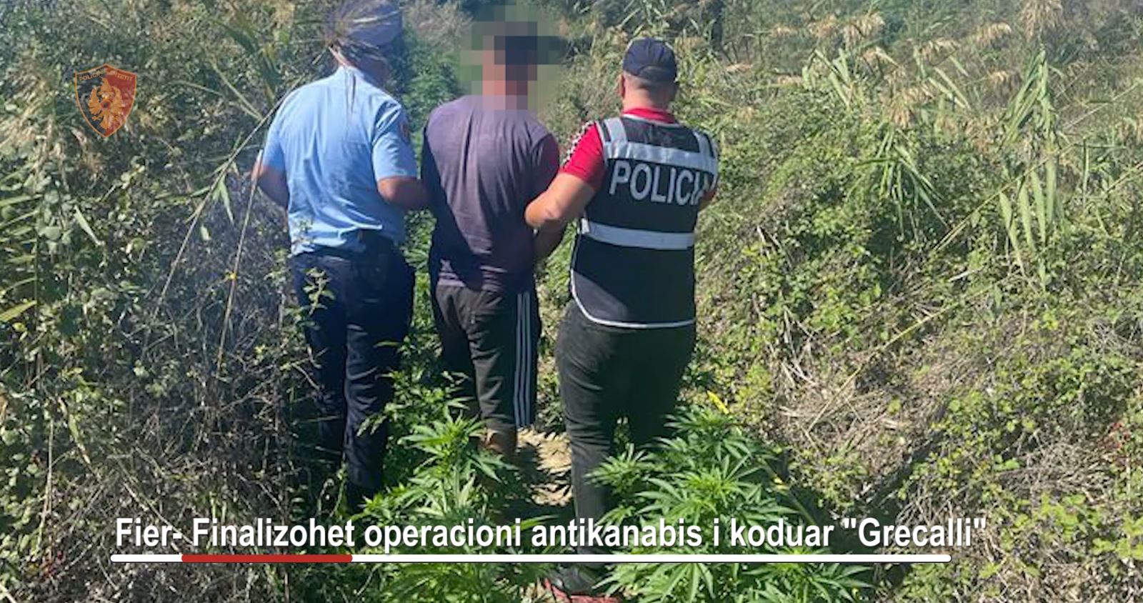 Arrestohet 28-vjeçari, u kap në tokën e kultivuar me kanabis