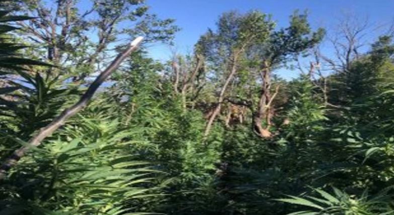 Tre tonë kanabis në afërsi të malit të Olimpit, arrestohen dy shqiptarë